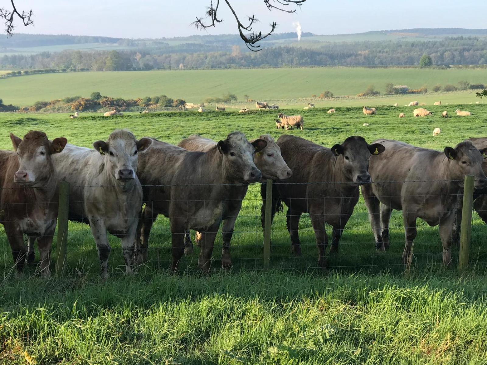 Buckton Farmhouse Belford Esterno foto